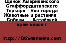 Щенок Американского Стаффордштирского Терьера - Все города Животные и растения » Собаки   . Алтайский край,Бийск г.